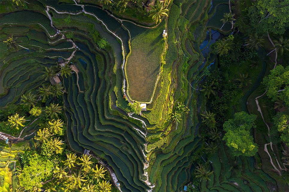 Tegalalang Rice Terraces in Bali